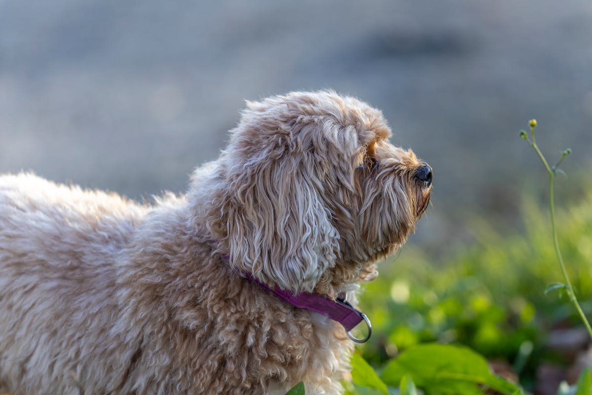 small white dog looking into distance outside