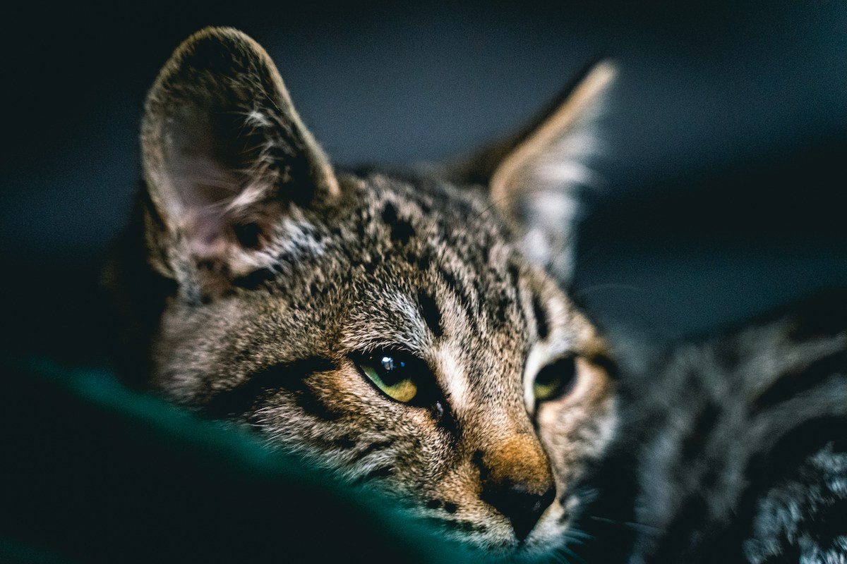 Close-up of Savannah cat