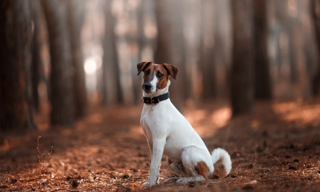 Charming fox terrier breed in the autumn forest