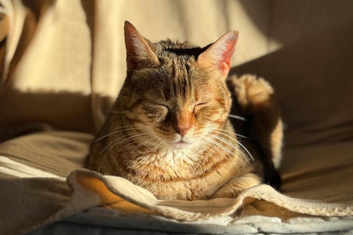 Tabby cat closes their eyes in the sunlight