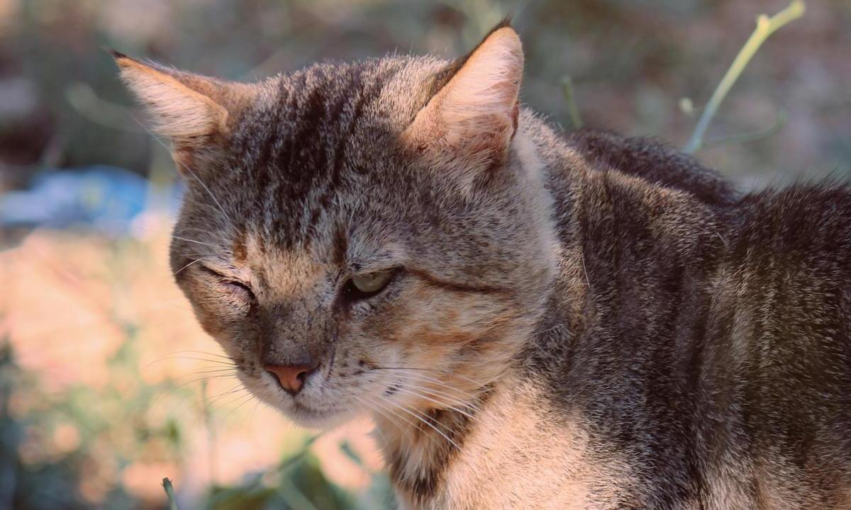 how to take care of a blind cat tabby squinting one eye