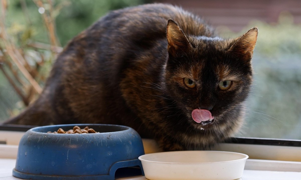 A tortoiseshell cat licking lips at food bowl