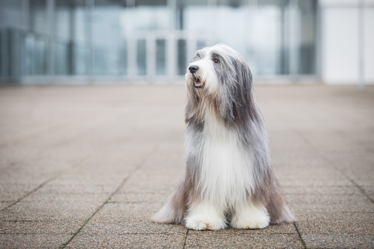 Bearded collie posing after dog show
