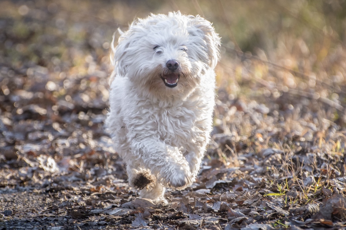 A white Bolognese dog running outdoors during a daytime