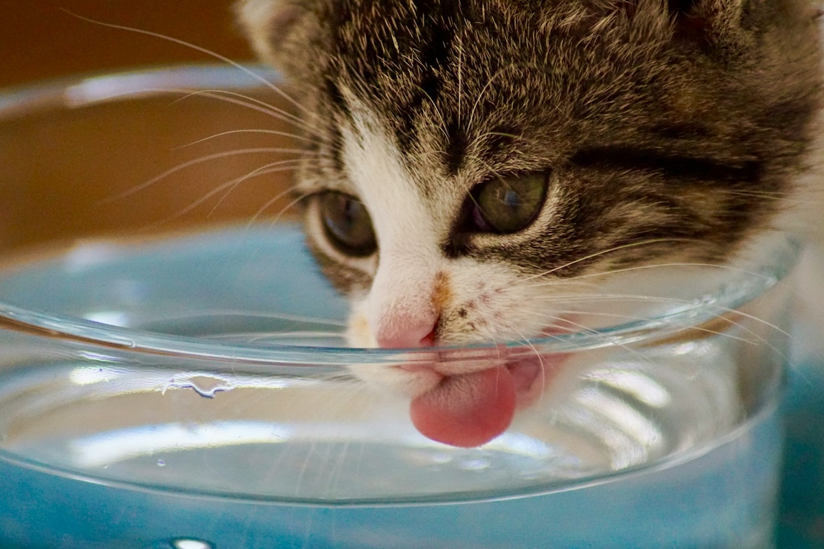 cat drinking out of large water glass