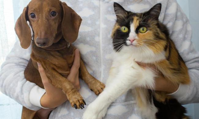 Dachshund puppy next to Calico cat