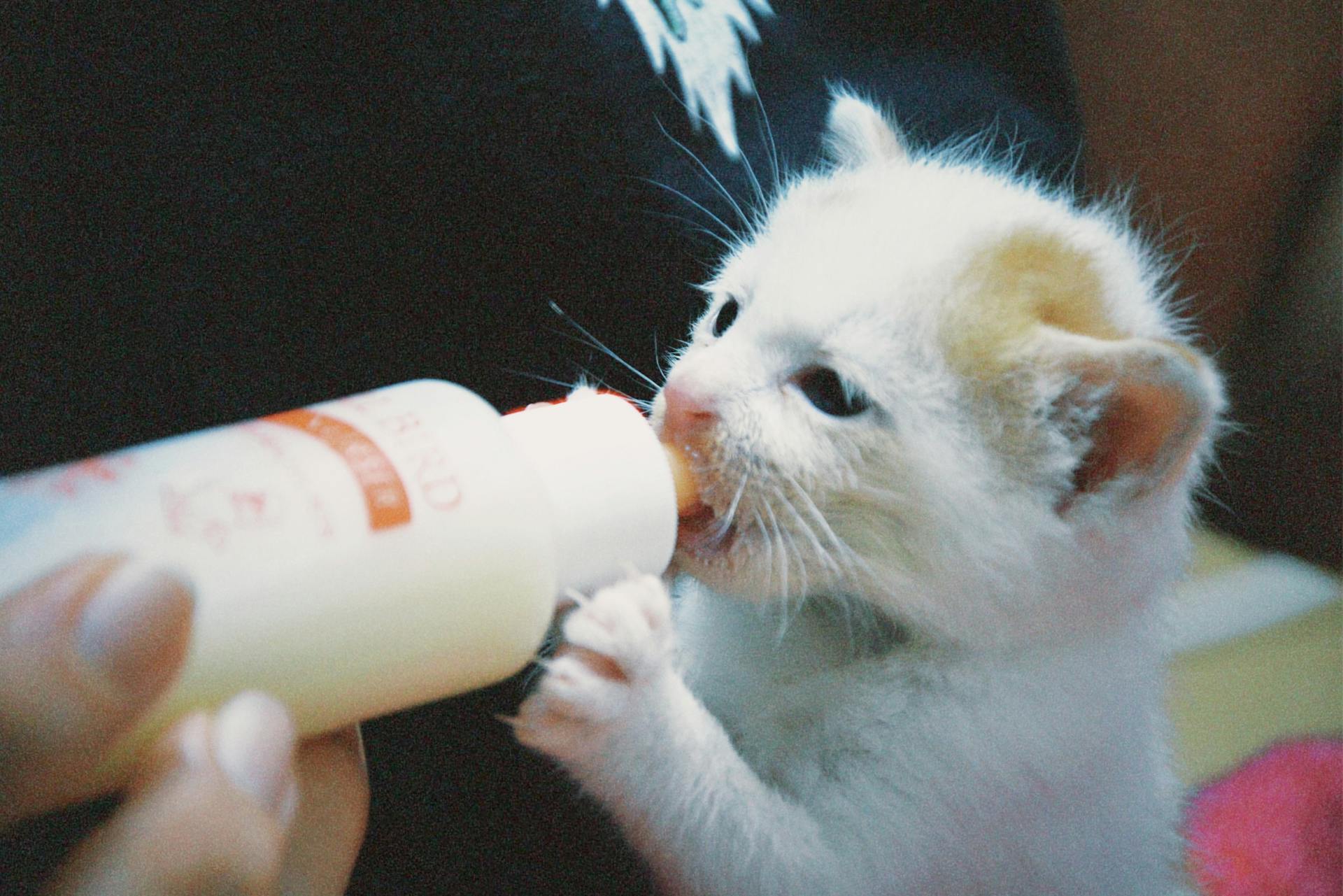 Bottle feed kitten