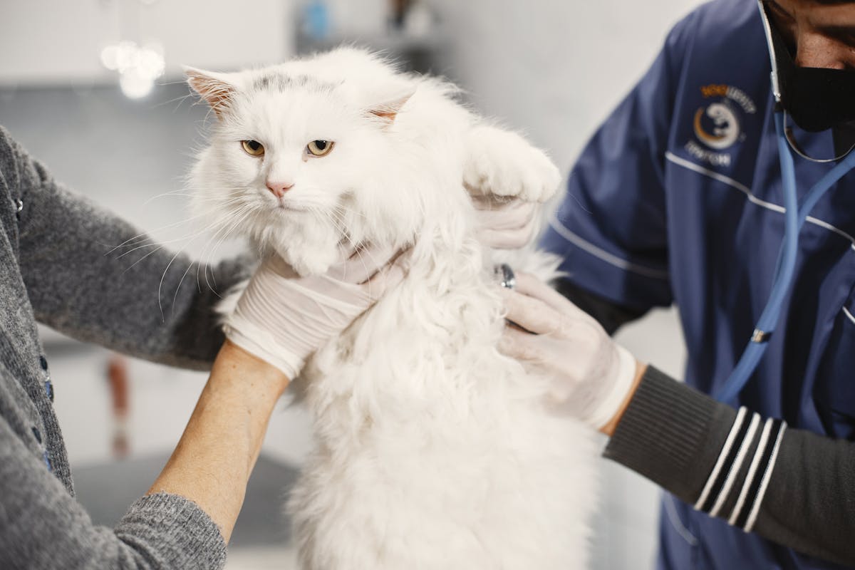 fluffy white cat at vet
