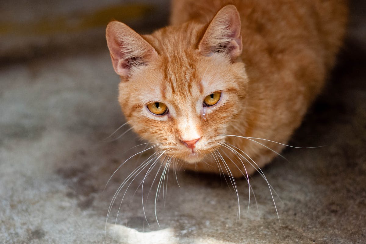 Close-up of a sick orange cat